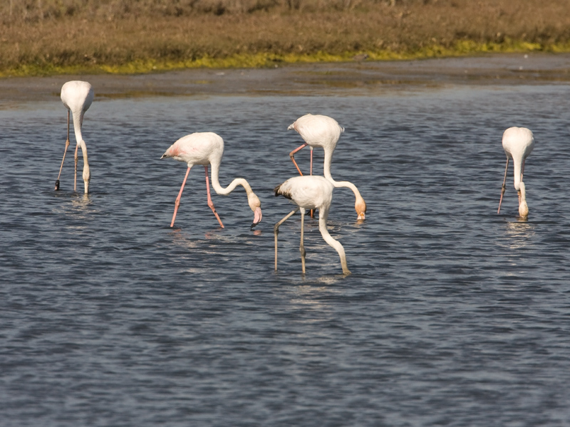 Phoenicopterus ruber Greater Flamingo Flamingo